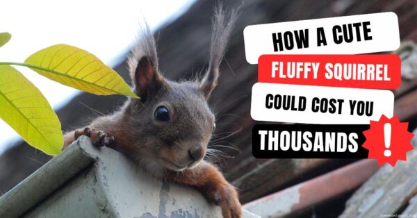 How a Cute Fluffy Squirrel Could Cost You Thousands