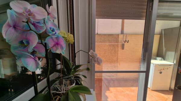 Costa Blanca Sur